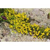 Dixis Samen Sedum-Samen