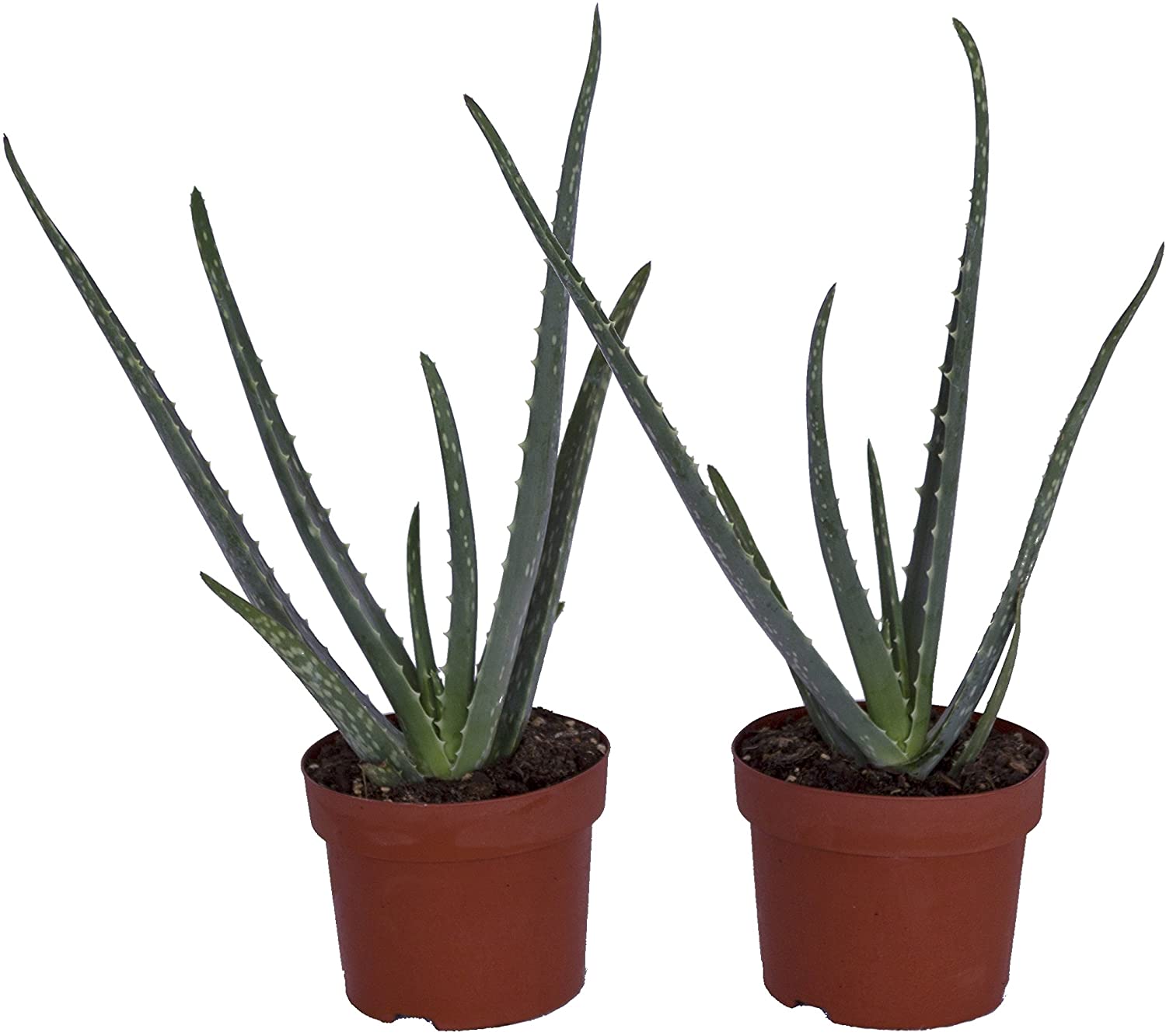 Aloe-vera-Pflanze Test & Vergleich  Top 8 im Juni 2026