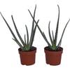 Dominik Blumen und Pflanzen Echte Aloe vera