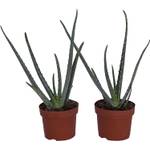 Aloe-vera-Pflanze