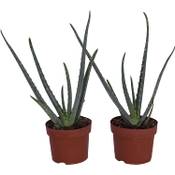 Dominik Blumen und Pflanzen Echte Aloe vera