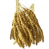 Dovita Vital gelbe Kolbenhirse