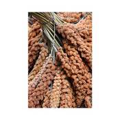 Dovita Vital rote französiche Kolbenhirse Vergleich