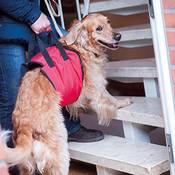 Doxtasy Tragehilfe-Hund Vergleich