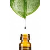 Dragonspice Naturwaren Squalan