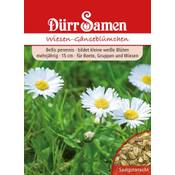 Dürr-Samen Wiesen-Gänseblümchen