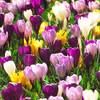 Dutch Bulbs 50 Exklusive Blumenzwiebeln