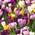 Dutch Bulbs 50 Exklusive Blumenzwiebeln