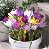 Dutch Bulbs Exclusive Plants from Holland Riesen Krokusse