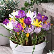 Dutch Bulbs Exclusive Plants from Holland Riesen Krokusse
