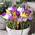 Dutch Bulbs Exclusive Plants from Holland Riesen Krokusse