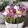 Dutch Bulbs Exclusive Plants from Holland Riesen Krokusse