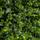 Easyplants Künstliche Hecke