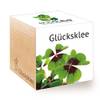 Ecocube Glücksklee
