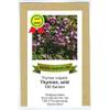 ecotic-samen 53730 Thymian wild