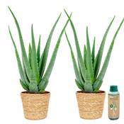 Ecoworld Bio Aloe Vera Vergleich