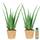Ecoworld Bio Aloe Vera