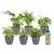Ecoworld Luftreinigende Zimmerpflanzen