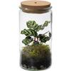 Ecoworld Tropical Weck Glas