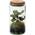 Ecoworld Tropical Weck Glas