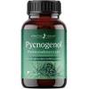 Effective Nature Pycnogenol Pinienrindenextrakt