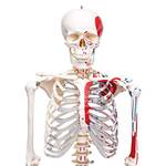 Anatomie Skelett