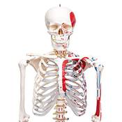 Elementary Anatomy Muskelskelett