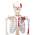 Elementary Anatomy Muskelskelett