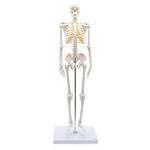 Cranstein Mini-Skelett Modell