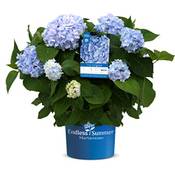 Endless Summer Hortensie Vergleich