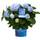 Endless Summer Hortensie