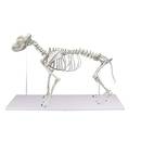 Erler-Zimmer Hundeskelett