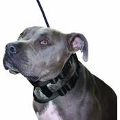 Cesar Millan Original Illusion Collar Vergleich