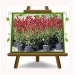 Euro Plants Vivai Glanzmispel