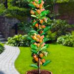 Europa Green Aprikosenbaum