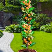 Europa Green Aprikosenbaum Vergleich