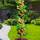 Europa Green Aprikosenbaum