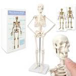 Evotech Scientific Anatomie Skelett