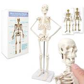 Evotech Scientific Anatomie Skelett