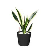 EVRGREEN Bogenhanf Sansevieria trifasciata Superba Vergleich