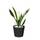 EVRGREEN Bogenhanf Sansevieria trifasciata Superba