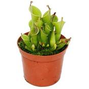 Exotenherz  Heliamphora Vergleich