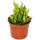 Exotenherz  Heliamphora
