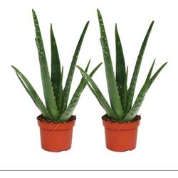 Exotenherz Aloe vera