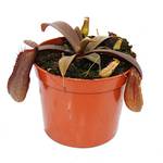 Exotenherz Nepenthes