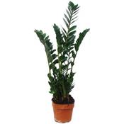Exotenherz Zamioculcas Zamiifolia Glücksfeder Vergleich