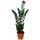 Exotenherz Zamioculcas Zamiifolia Glücksfeder