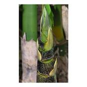 Exotic Plants Bambusa vulgaris Vergleich