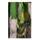 Exotic Plants Bambusa vulgaris
