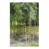 Exotic Plants Chusquea culeou Vergleich